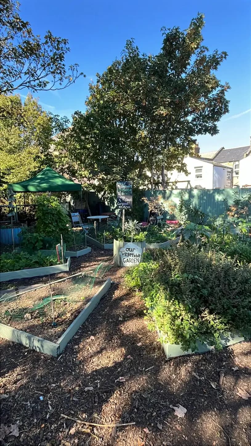 Raised vegetable beds under a tall tree