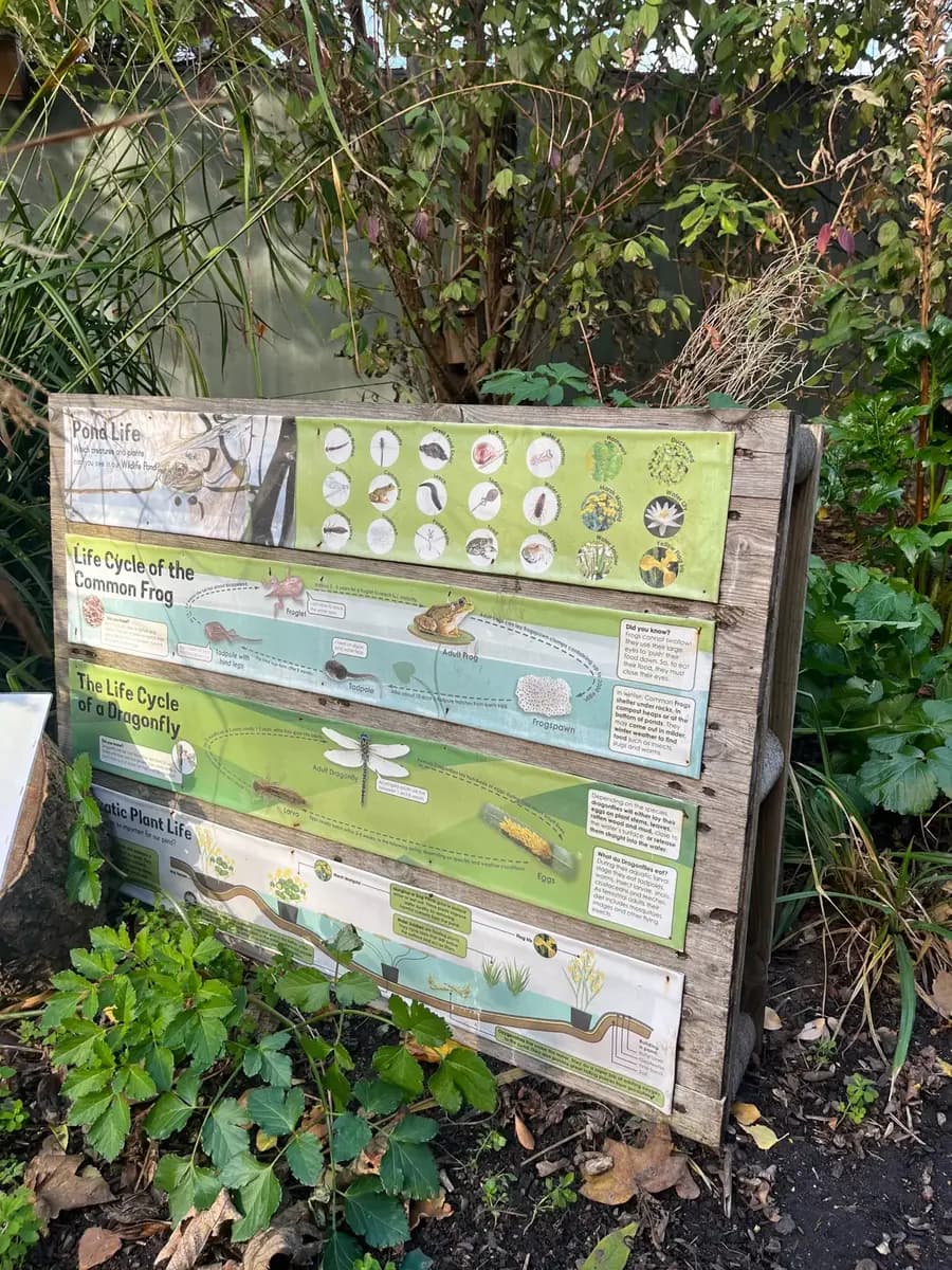 A printed board about pond life, frogs and dragonflies