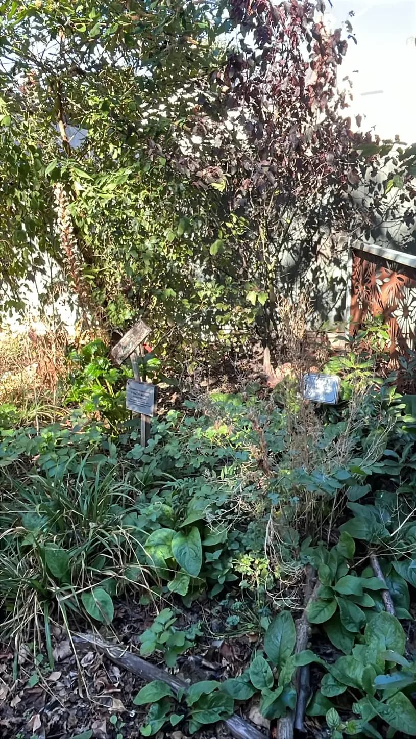 The wildlife space under the trees